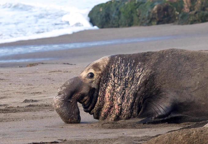elephant seal