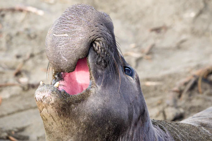 elephant seal