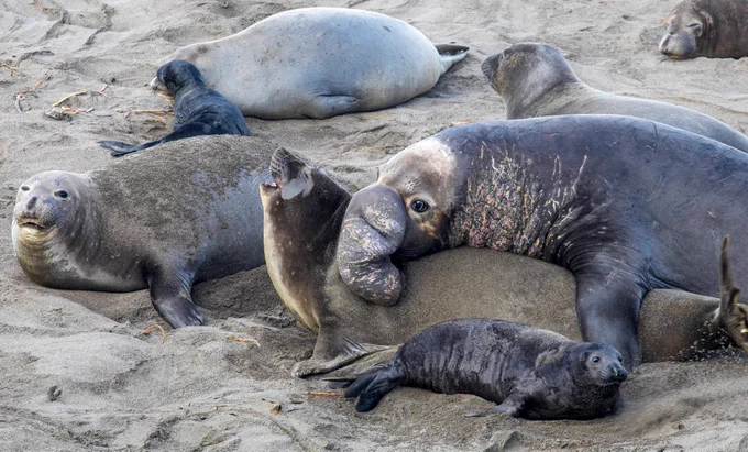 elephant seals