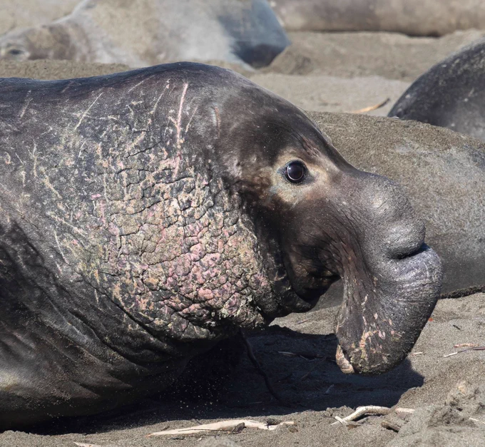 elephant seal