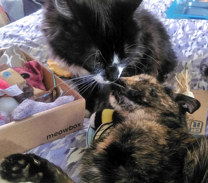 close-up of my two cats nose to nose next to their box of toys from meowbox sitting open on the left side with the tuxedo cat, Pagan Sagan, in the upper half sitting over my tortie, Shadow Maddow, who is lying below him with her right front paw stretched out and poking up into the lower left corner beside the shallow cardboard box of assorted cat toys as their noses touch