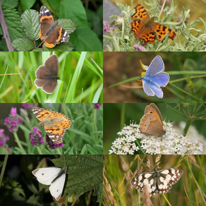 A composite image of eight butterflies including red admiral, comma, common blue, painted lady and marbled white.