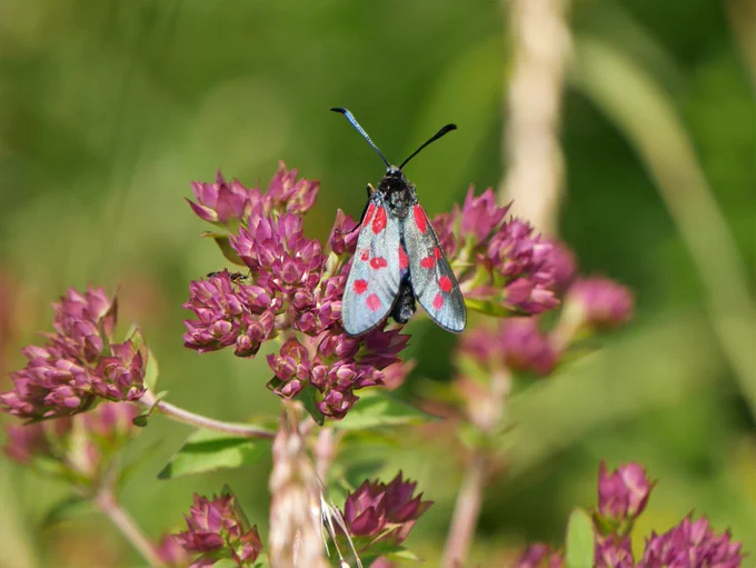 A beautiful moth showing dark wings with six bright red spots on, sitting on a pink wildflower.