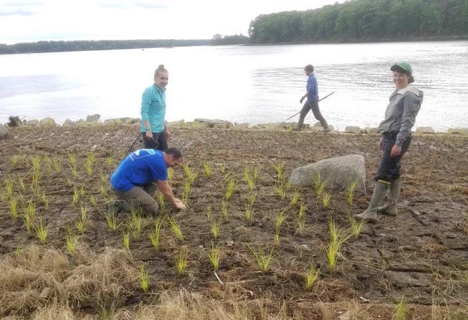 Four people working on a sandy shoreline planting marsh grass.