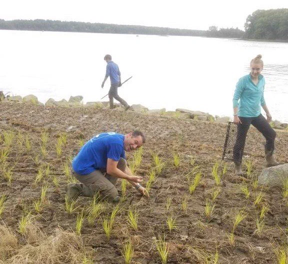 Three people working on a sandy shore planting marsh grass.