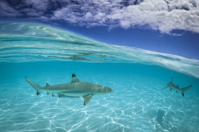 Two sharks swim in a clear blue ocean close to the sandy bottom.