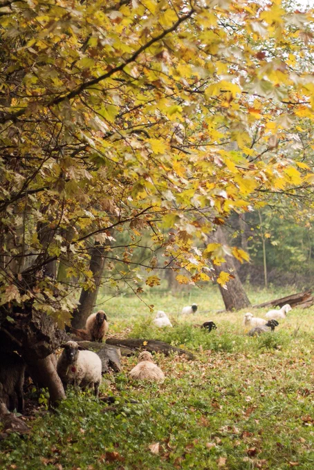 Sheep in a meadow in Harrach Park.