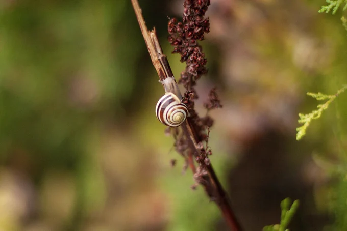 A snail in Harrach Park.