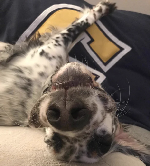 Black and white spotted dog lays on tan blanket with a blue and gold Power C pillow.