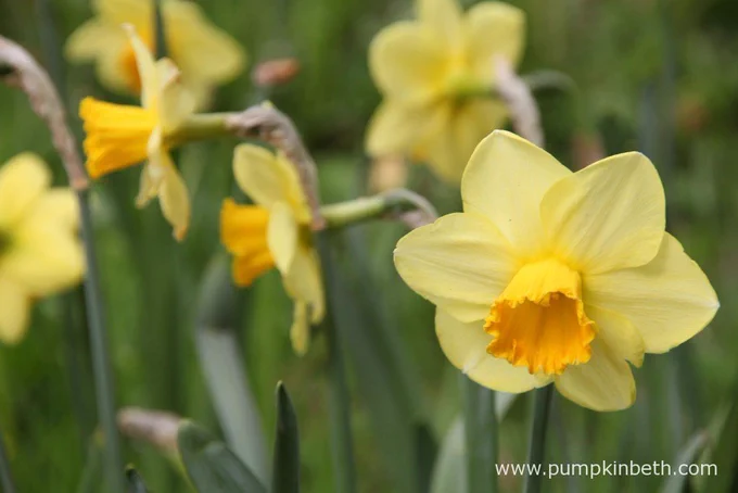 This is a photograph of a group of golden yellow daffodil flowers in full bloom.