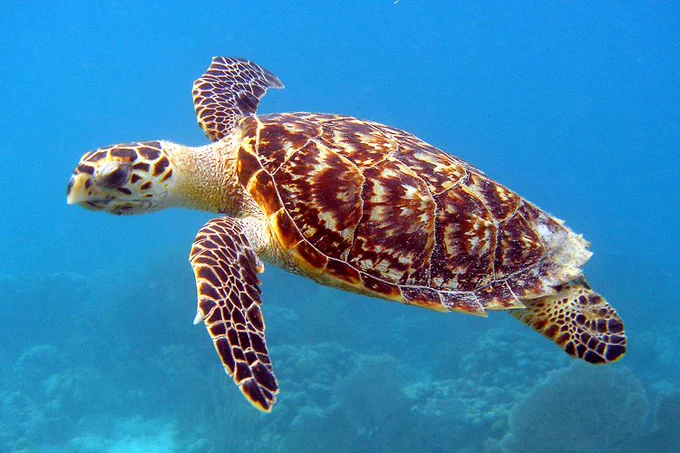 Hawksbill turtle swimming off Hawaii