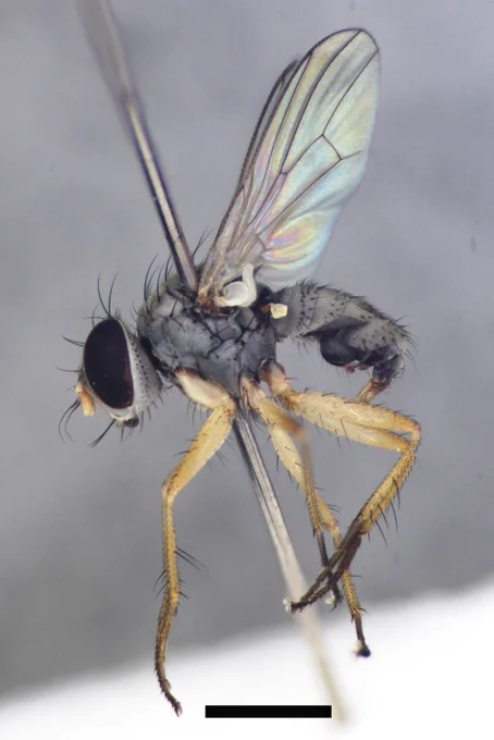 male Tiger fly, a small grey bristly fly with yellow legs and big eyes