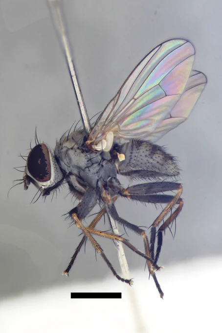 female Tiger fly, a small grey bristly fly with grey legs and big eyes