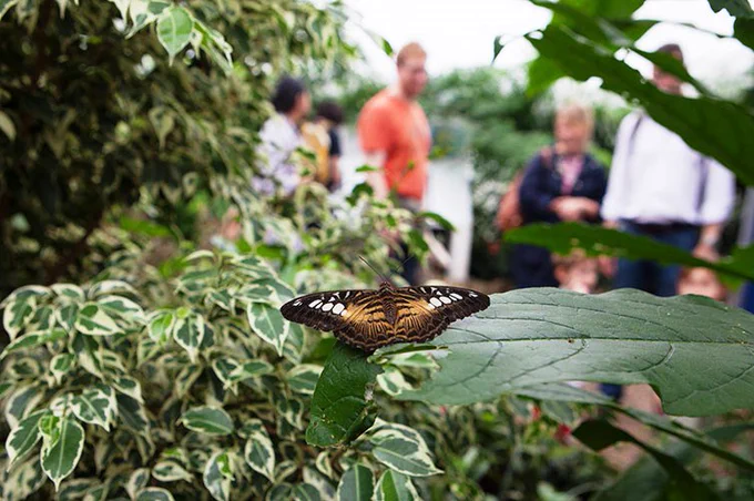 View of the Natural History Museum's butterfly house where the new flies were found. Lush tropical vegetation with butterflies and curious people...