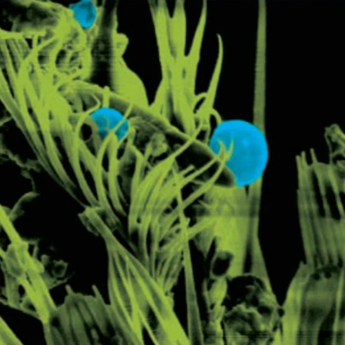 A magnified photo of Demand CS with iCAP technology microcaps (in blue) on the leg of a mosquito.