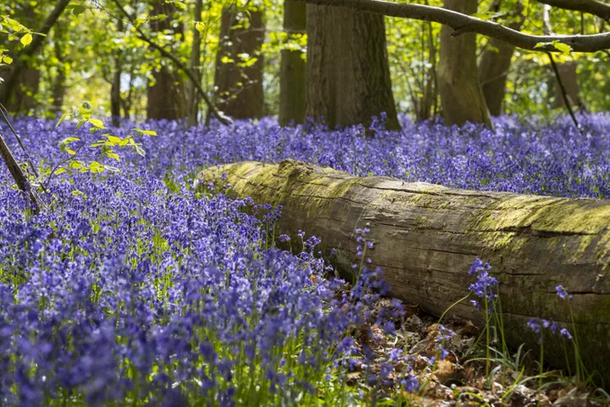 A fallen tree nestles among bluebells in the woodland at Hatchlands Park, Surrey