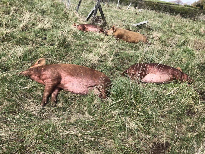 Four Tamworth pigs snoozing in the spring sunshine at the National Museum of Rural Life.
