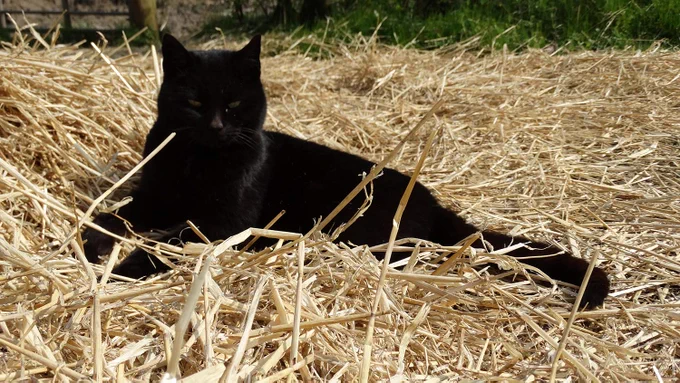 Sooty the farm cat relaxing in the spring sunshine at the National Museum of Rural Life, April 2019.