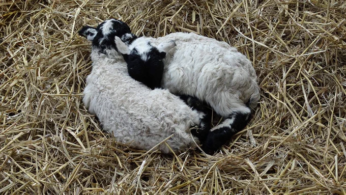 Twin Black face sheep at the National Museum of Rural Life, April 2019.