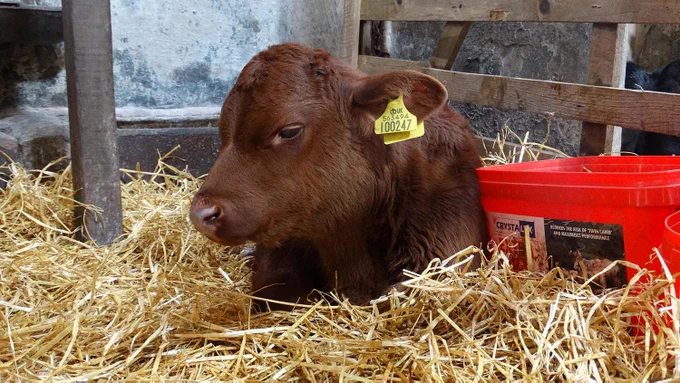 New calf arrival at the National Museum of Rural Life, April 2019.
