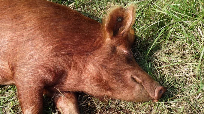 Tamworth pig cat relaxing in the spring sunshine at the National Museum of Rural Life, April 2019.