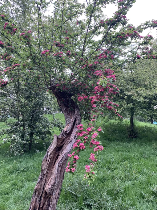 A twisted, almost dead, tree that somehow still flowers