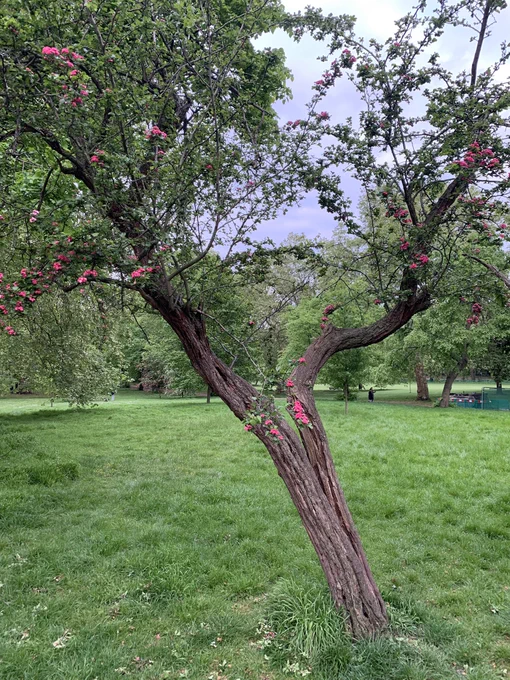 A tree split in half all the way down the length of it’s trunk. Alive and flowering.
