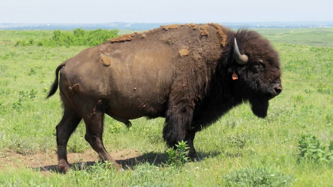 big bull bison