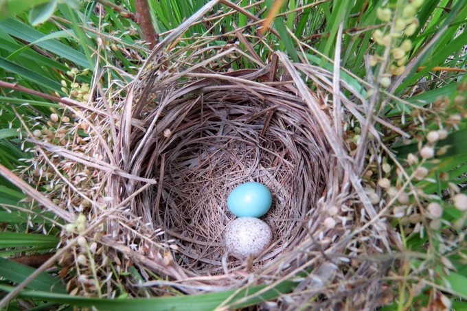 One blue Dickcissel and one speckled cowbird egg in a nest
