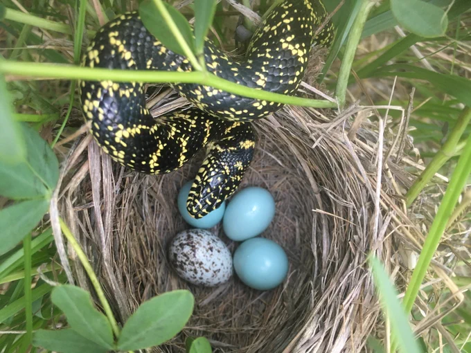 Speckled kingsnake at a bird nest