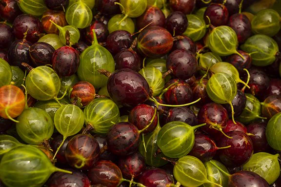 Fresh juicy gooseberries (Ribes uva-crispa). Side view. Closeup.