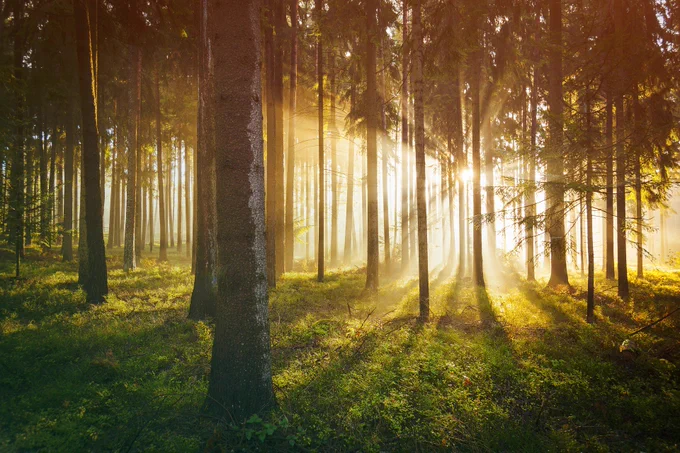 trees with light coming through
