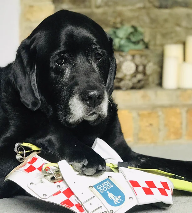 A head shot of Samson, a black Labrador retriever cross with a white muzzle and greying eyes, looking directly into the camera, with a paw resting on a guide dog harness with red and white checks symbolising that the owner is deafblind