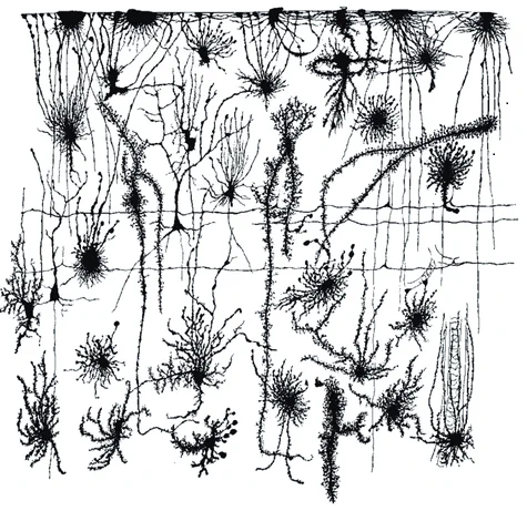 Early images of human astroglia; Glial polymorphism in human foetal cortex as seen by Gustav Retsius. The image is from the collection of the Cajal Legacy at the Cajal Institute of the Spanish Research Council. ® CAJAL INSTITUTE