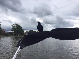 Raven on the Potomac.JPG