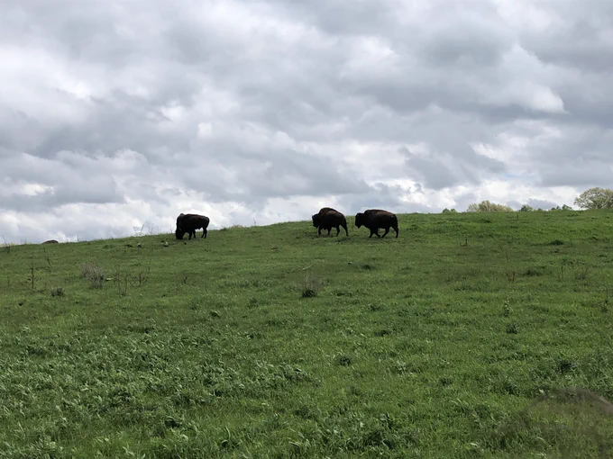Bison grazing at Nachusa Grasslands