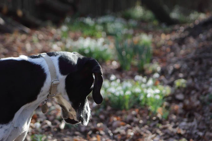 This is a photo of a dog with a patented dogreen dog collar