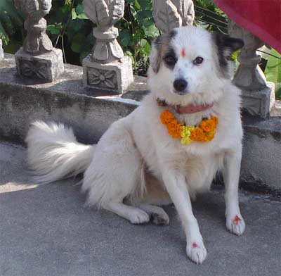 A dog with a garland and marked forehead and paws