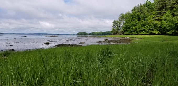 grass in foreground and water of Great Bay in background