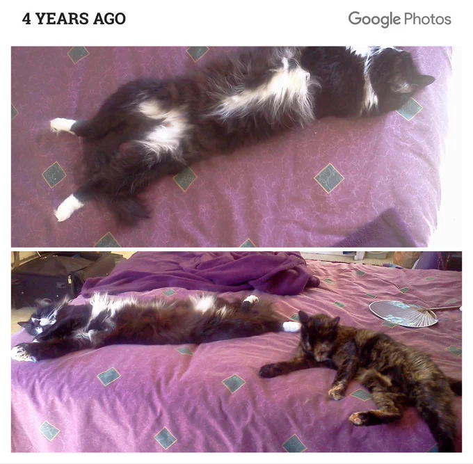 two photos taken four years ago, displayed one on top of the other via Google Photos: the top one is my tuxedo cat, Pagan Sagan, sprawled on the bed against purple sheets with his tummy and its white markings showing; the bottom one is a side shot of him still sprawled with my tortie, Shadow Maddow, lying on her side below him