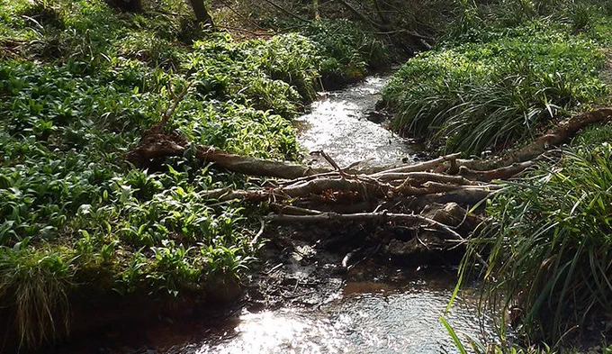 Logs across a river