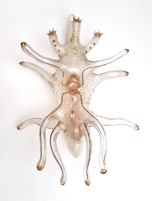 Larval stage of starfish, made of glass with a complex arrangement of protrusions branching to the sides and upwards