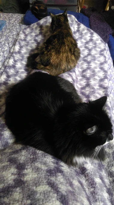 photo looking down on my lap while I am sitting on my bed covered with a purple and white patterned blanket and my two cats, Pagan Sagan (a tuxedo) and Shadow Maddow (a tortie), sleeping butt to butt with Pagan curled up closest to me (facing me) and Shadow stretched out (facing my feet) as I perform the sacred duty of being a "momma bed"