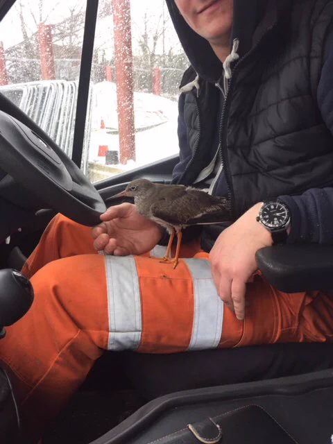 Wader bird saved from snowy weather conditions by Danny