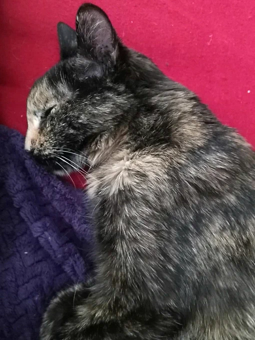 close-up of my tortie laying on her right side on a red blanket with a purple throw under her lower half, the photo goes from the top of her ears to just below her shoulders, she's fairly evenly orange and black but has a face that is almost half and half with the orange side showing which then turns black again as it gets to the top of her head and ears, the whiskers on this side are white and her mouth's black