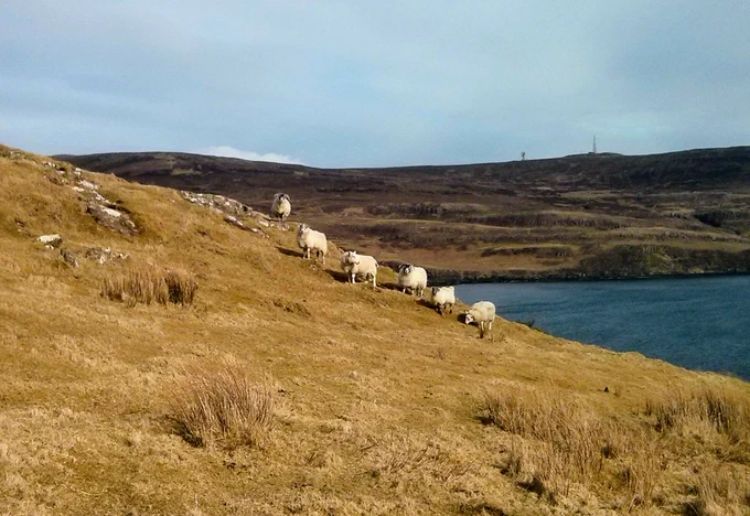 sheep in a line on hill