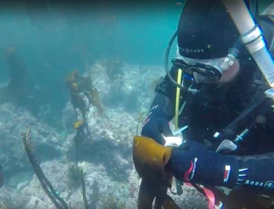 Monitoring kelp. Photo: Dan Gossard