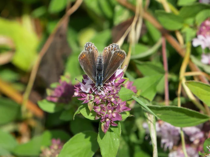 A butterfly with its wings partially open, showing a blue-tinged body and brown wings with orange markings towards the wing edges.