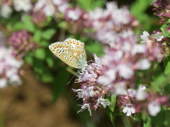 A butterfly with its wings closed showing bright orange markings and black marks within white circles.