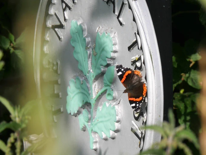 A beautiful red admiral butterfly sitting, wings outstretched on a pale sign bearing the National Trust logo.